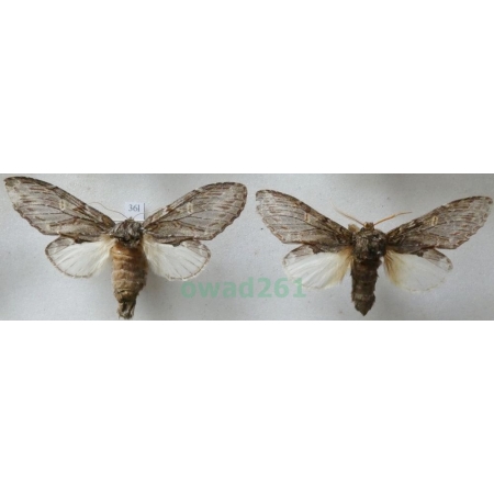 Peridea anceps (Goeze, 1781) pair Garbatka zaczepka Czech36l